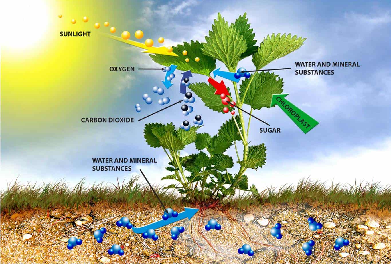 Кислород углекислый газ вода солнечный свет. Фотосинтез фото. Растения и кислород. Фотосинтез растений. Зеленая часть растения.